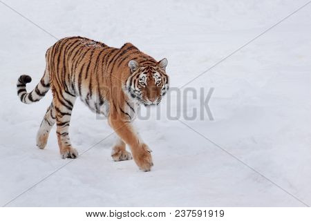 Wild Siberian Tiger Is Chasing Its Prey On White Snow. Animals In Wildife. Winter Morning.