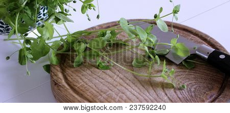 Porcelain Bowl With Fresh Chickweed Stellaria Media On A Wooden White Table. . Young Taste Very Gent
