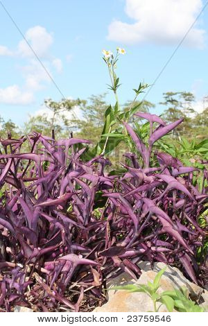 фиолетовый завод