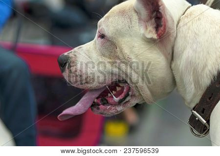 Dog Fighting Is A Type Of Blood Sport Generally Defined As Two Or More Game Dogs Against One Another