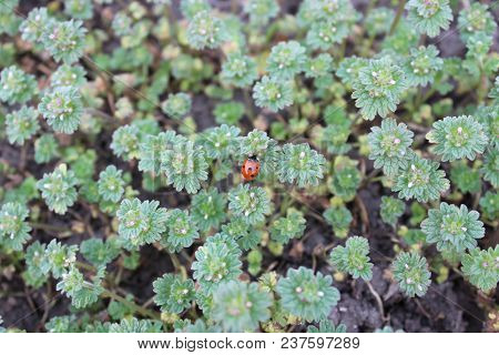 Ladybird On Green Bush In City Park