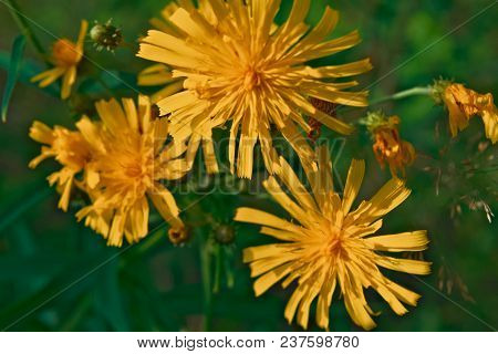 Smooth Hawksbeard - Crepis Capillaris Grassland Wild Flower