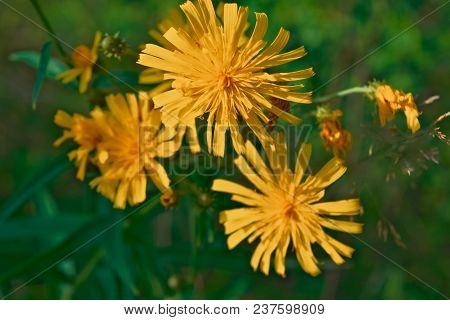 Smooth Hawksbeard - Crepis Capillaris Grassland Wild Flower