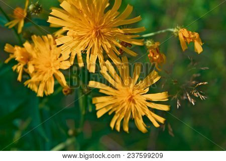 Smooth Hawksbeard - Crepis Capillaris Grassland Wild Flower