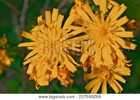 Smooth Hawksbeard - Crepis Capillaris Grassland Wild Flower
