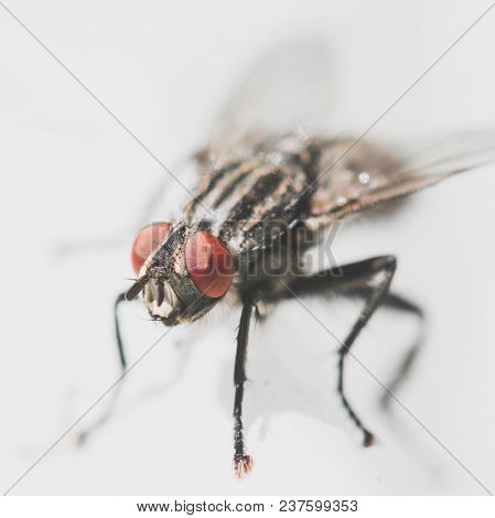 Flesh Fly - Sarcophagidae Insect Closeup Macro Photo