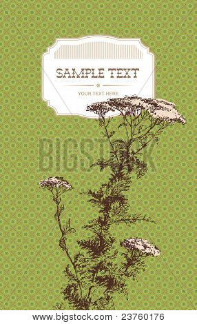 Yarrow Herb (achillea Millefolium). Bir kroki kalem yeşil desenli arka plan üzerinde yapılmıştır.