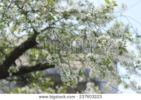 Cherry Tree In Spring Blossom On Branch