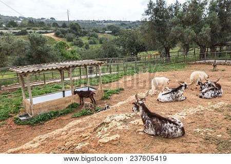 A Herd Of Portuguese Goats Is Kept In The Stall. To Graze