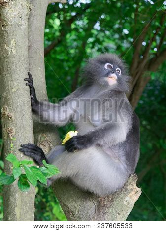 Dusky Leaf Monkey, Long Tail Monkey, Or Langur Holding Corn, Gave By Tourist, Sitting And Relaxing O