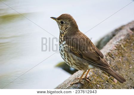 Song Thrush (turdus Philomelos) On The Ground