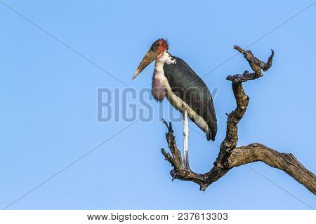 Marabou Stork In Kruger National Park, South Africa ; Specie Leptoptilos Crumenifer Family Of Ciconi
