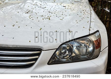 The Car's Bonnet Is Strewn With Fallen Leaves