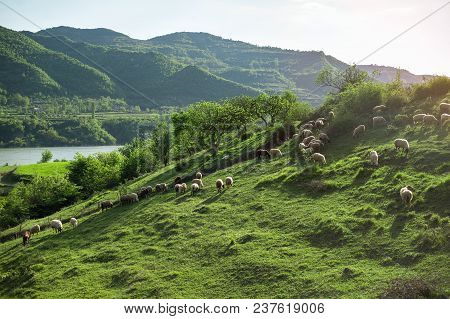 Albania Clean Nature With Sheeps On Hills In A Village