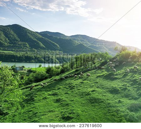 Albania Clean Nature With Sheeps On Hills In A Village