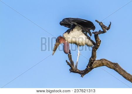 Marabou Stork In Kruger National Park South Africa ; Specie Leptoptilos Crumenifer Family Of Ciconii
