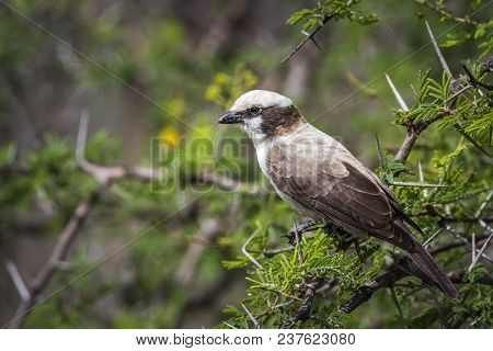 White-crowned Shrike In Kruger National Park South Africa ; Specie Eurocephalus Anguitimens Family O