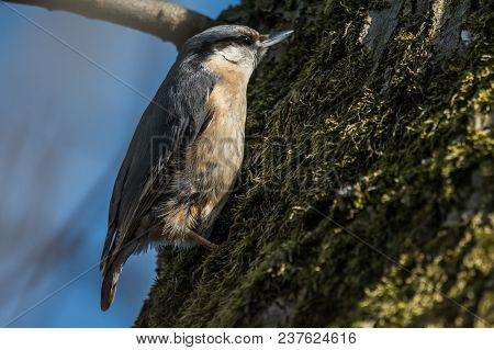 Eurasian Or Wood Nuthatch Sitta Europaea Looking For Food On A Branch