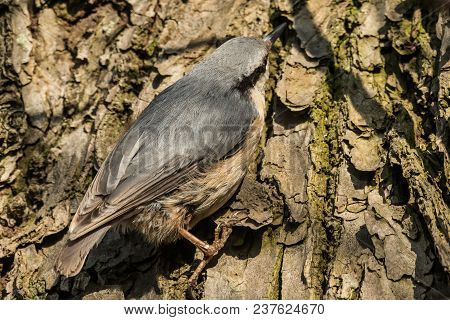 Eurasian Or Wood Nuthatch Sitta Europaea Looking For Food On A Branch