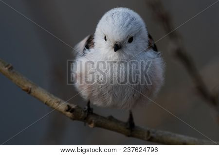 Long-tailed Tit Aegithalos Caudatus Sitting On A Branch In Germany