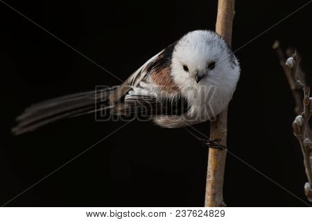 Long-tailed Tit Aegithalos Caudatus Sitting On A Branch In Germany