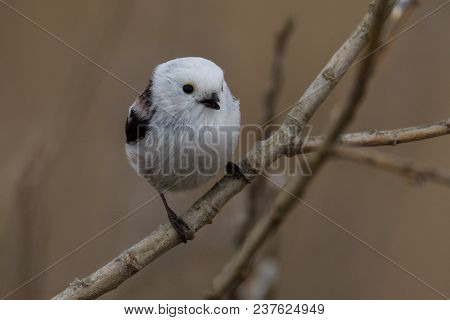 Long-tailed Tit Aegithalos Caudatus Sitting On A Branch In Germany