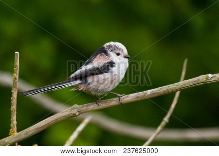 Long-tailed Tit Aegithalos Caudatus Sitting On A Branch In Germany