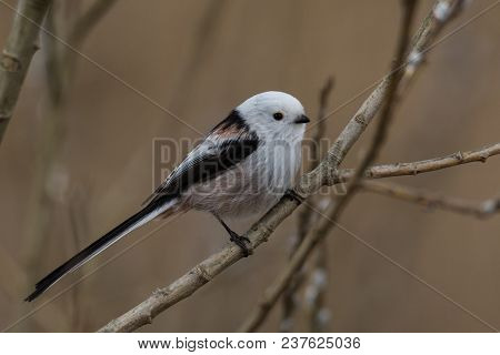 Long-tailed Tit Aegithalos Caudatus Sitting On A Branch In Germany