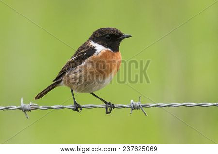 European Stonechat, Saxicola Rubicola Sitting On A Fence