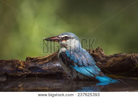 Woodland Kingfisher In Kruger National Park South Africa ; Specie Halcyon Senegalensis Family Of Alc