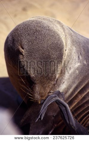Cape Fur Seal (arctocephalus Pusillus) Cape Cross, Namibia, Africa