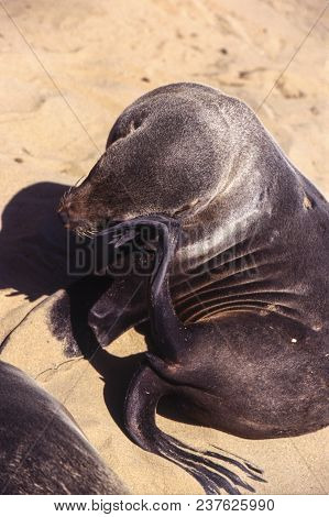 Cape Fur Seal (arctocephalus Pusillus) Cape Cross, Namibia, Africa