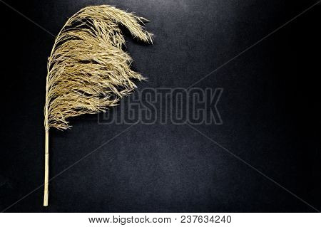 Fluffy Beige Reed Bent Top On Black Background Surface With Free Space