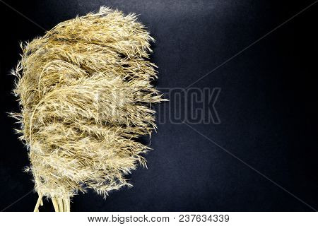 Fluffy Beige Reed Bent Tops On Black Background Surface With Free Space