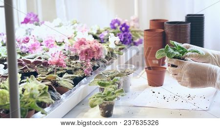 Transplant Flowers In Pots. Florist Transplant Small Violets. Growing Violet- How To Grow Violet.