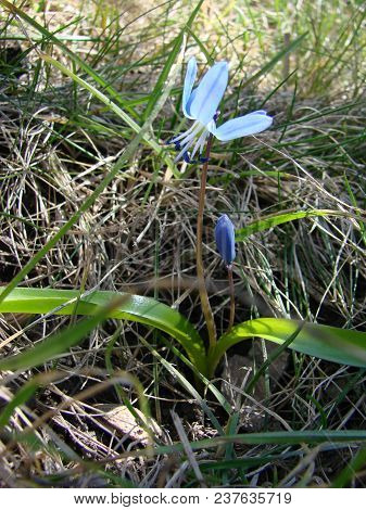 Blue Flowers Of The Scilla Squill Blooming In April. Bright Spring Flower Of Scilla Bifolia Closeup 
