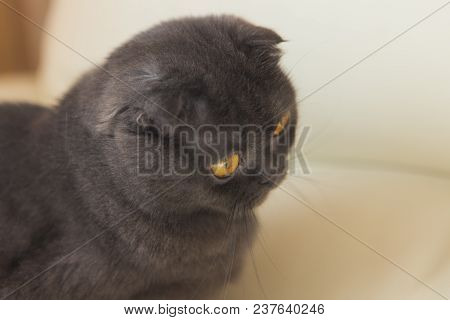 Funny Gray Scottishfold Cat Sitting On Sofa And Looking Up - Domestic Pets Concept.