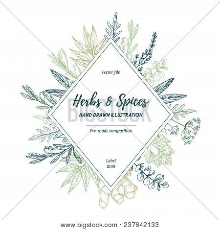 Hand Drawn Vector Illustration. Label With Herbs And Spices (sage, Tarragon, Ginger). Herbal Pre-mad