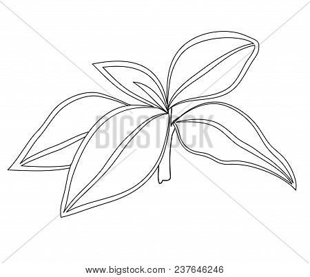 Vector Illustration, Isolated Plant Aglaonema In Black And White Colors