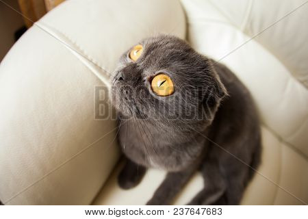 Funny Gray Scottishfold Cat Sitting On Sofa And Looking Up - Domestic Pets Concept.