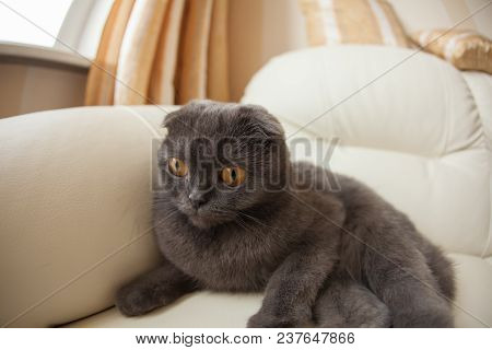 Funny Gray Scottishfold Cat Sitting On Sofa And Looking Up - Domestic Pets Concept.