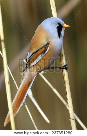 Beraded Tit Male In Natural Habitat.
Male Bearded Tit  Perched On Reeds.