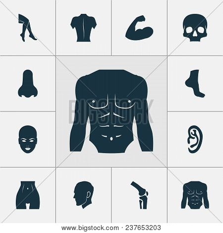 Part Icons Set With Foot, Joint, Belly And Other Body Elements. Isolated Vector Illustration Part Ic