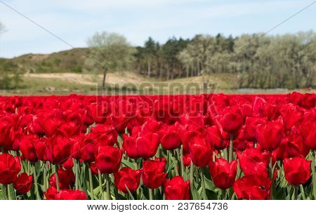 A Beautiful Scene Of A Field Of Bright Red Tulips Growing Amongst The Sand Dunes Of Egmond Aan Zee, 