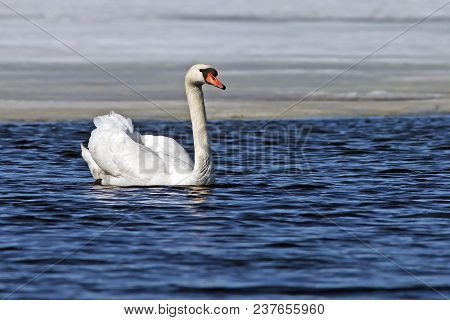 Beautiful White Swan Swims In The Blue Lake In Early Spring