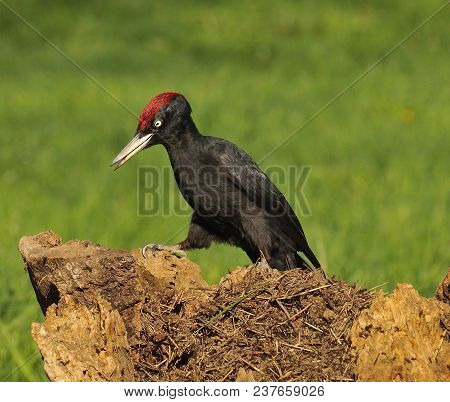 Black Woodpecker, Dryocopus Martius Perched On Old Dry Branch.