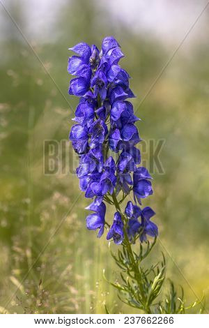 Blue Monkshood Flowers