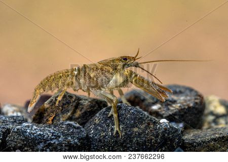 European Crayfish (astacus Astacus) Walking In River On Rocky Riverbed