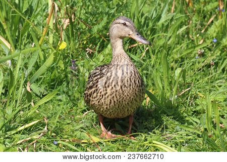 Female Mallard Duck In Grass On The Bank Of A River In Brittany