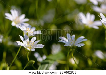 Small Flowers In The Shape Of Asterisks Blossomed In The Spring In The Forest